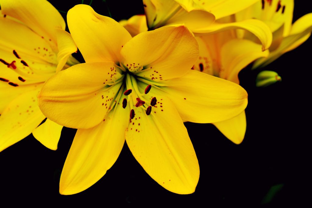 Welche Bedeutung haben Lilien im Feng Shui? - Living in Harmony